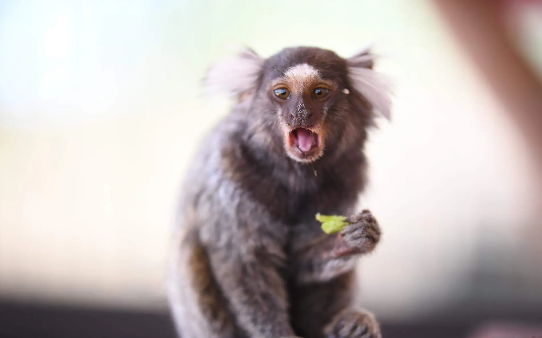 Puedes disfrutar una Navidad fuera de lo común en el Zoológico y Acuario de Nuevo Laredo, Tamaulipas  Gobierno de NLD